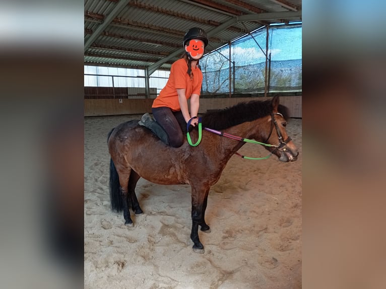 Pony Polacco Mix Giumenta 10 Anni 120 cm Baio in Achstetten