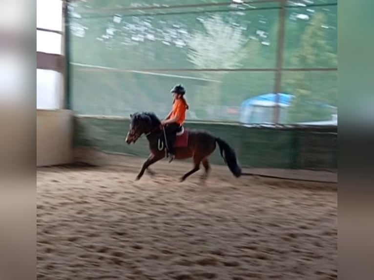 Pony Polacco Mix Giumenta 10 Anni 120 cm Baio in Achstetten