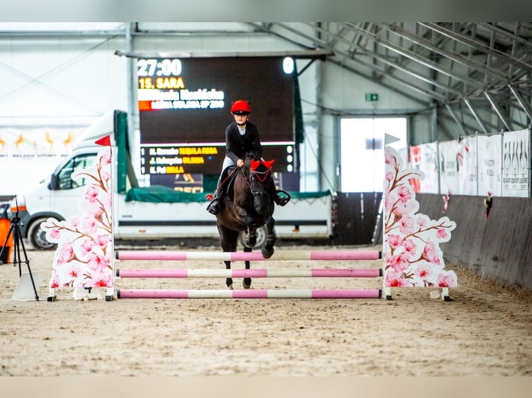 Pony Polacco Giumenta 10 Anni 136 cm Morello in Pruszków