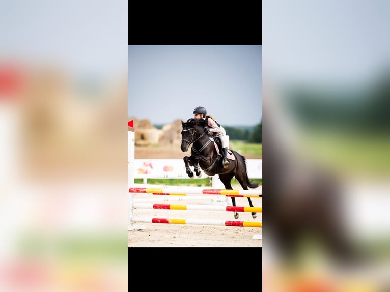 Pony Polacco Giumenta 10 Anni 136 cm Morello in Pruszków