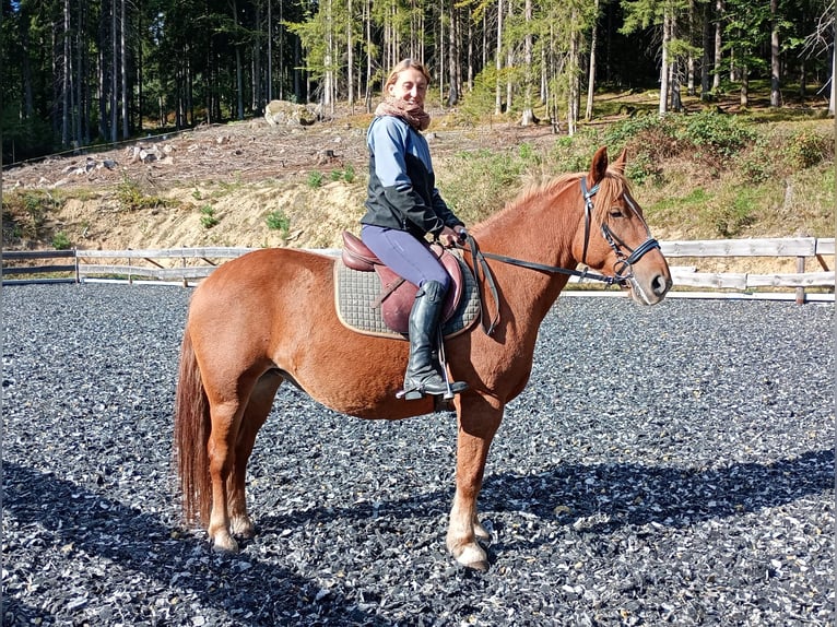 Pony Polacco Giumenta 10 Anni 145 cm Sauro in Böbrach