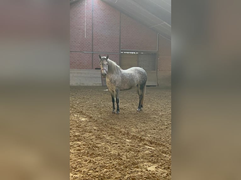 Pony Polacco Giumenta 10 Anni 151 cm Grigio pezzato in LippstadtLippstadt