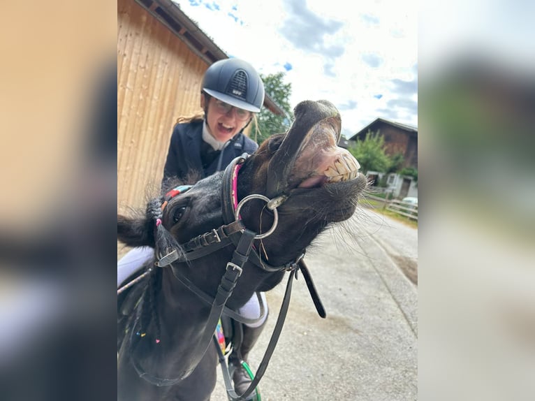 Pony Polacco Giumenta 11 Anni 110 cm Morello in Aldrans