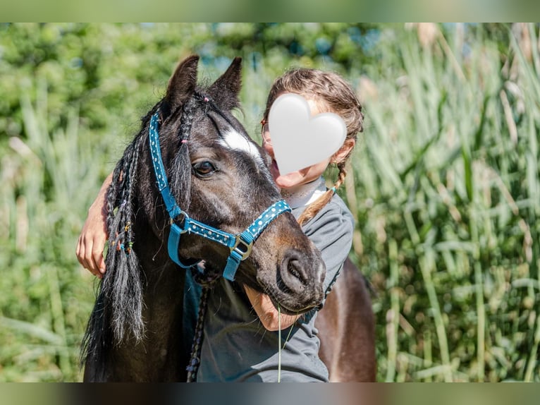 Pony Polacco Giumenta 11 Anni 110 cm Morello in Aldrans