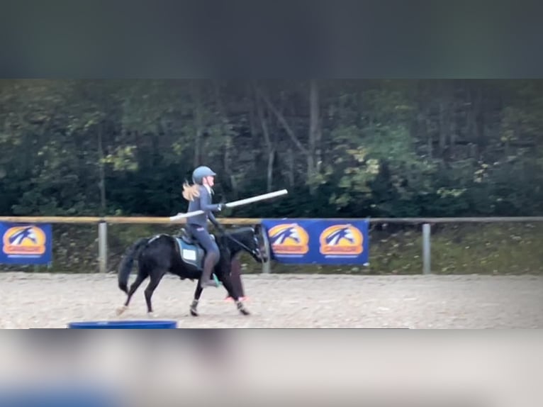 Pony Polacco Giumenta 11 Anni 110 cm Morello in Aldrans