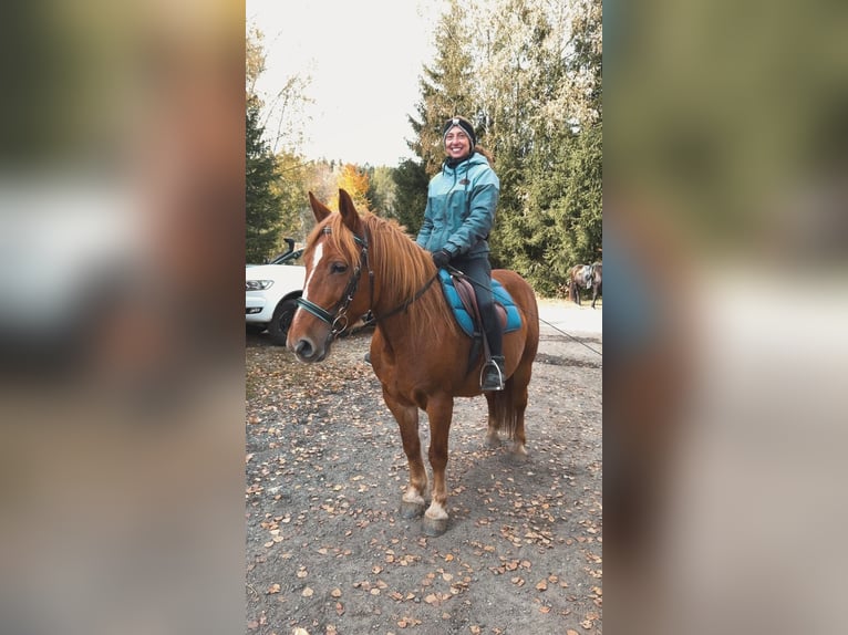 Pony Polacco Giumenta 11 Anni 145 cm Sauro in Böbrach