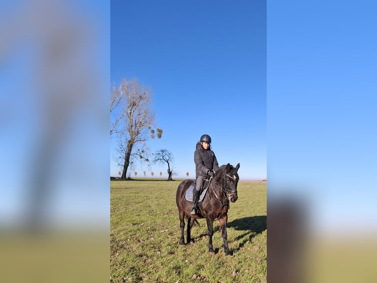 Pony Polacco Giumenta 11 Anni 147 cm Baio scuro in Freyburg
