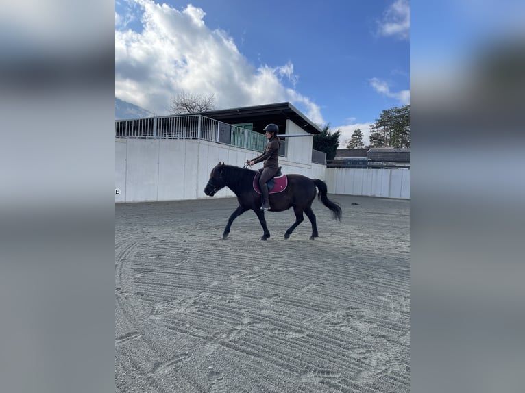 Pony Polacco Giumenta 12 Anni 140 cm Morello in Aldrans