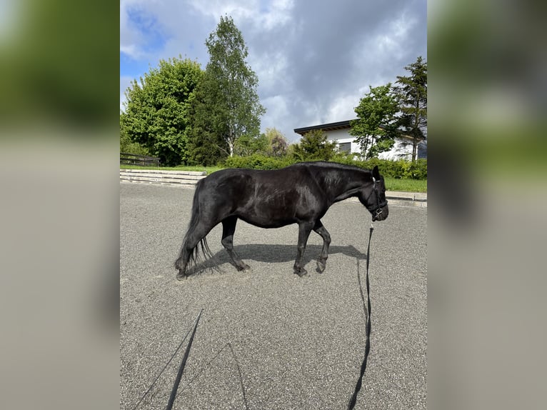 Pony Polacco Giumenta 12 Anni 140 cm Morello in Aldrans