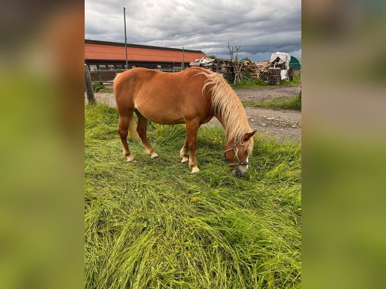Pony Polacco Giumenta 12 Anni 145 cm Sauro in Meerane