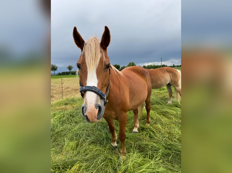 Pony Polacco Giumenta 12 Anni 145 cm Sauro in Meerane