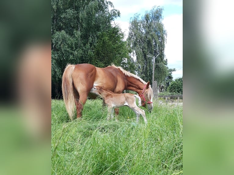 Pony Polacco Giumenta 12 Anni 145 cm Sauro in Meerane