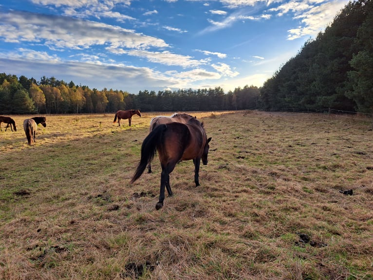 Pony Polacco Mix Giumenta 12 Anni 151 cm Baio in Forst