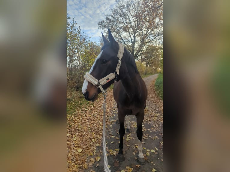 Pony Polacco Giumenta 17 Anni 165 cm Baio in Bark