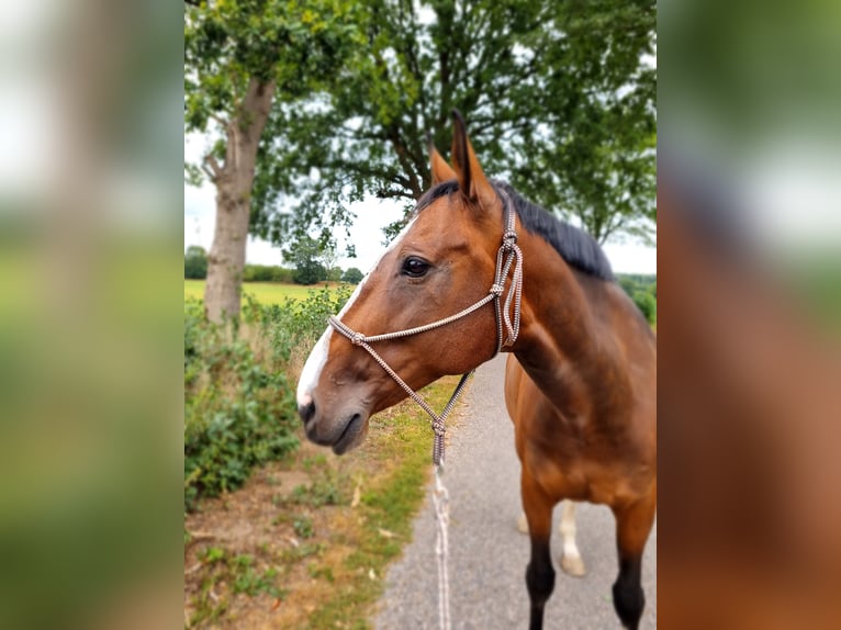 Pony Polacco Giumenta 17 Anni 165 cm Baio in Bark