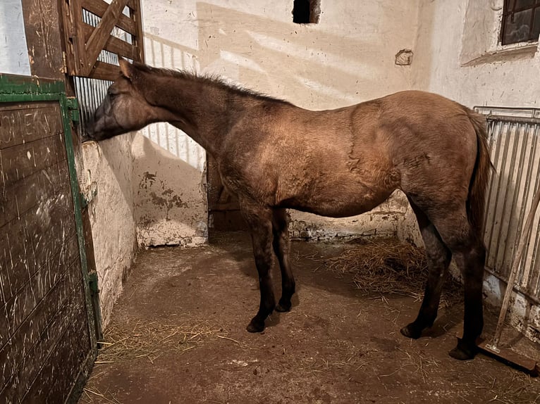 Pony Polacco Giumenta 1 Anno 146 cm Pelle di daino in Trzciel