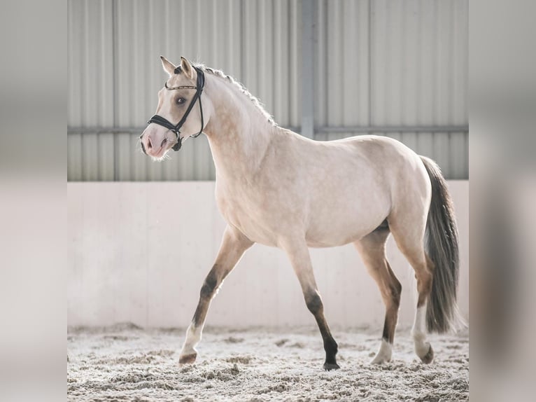 Pony Polacco Giumenta 1 Anno 146 cm Pelle di daino in Trzciel