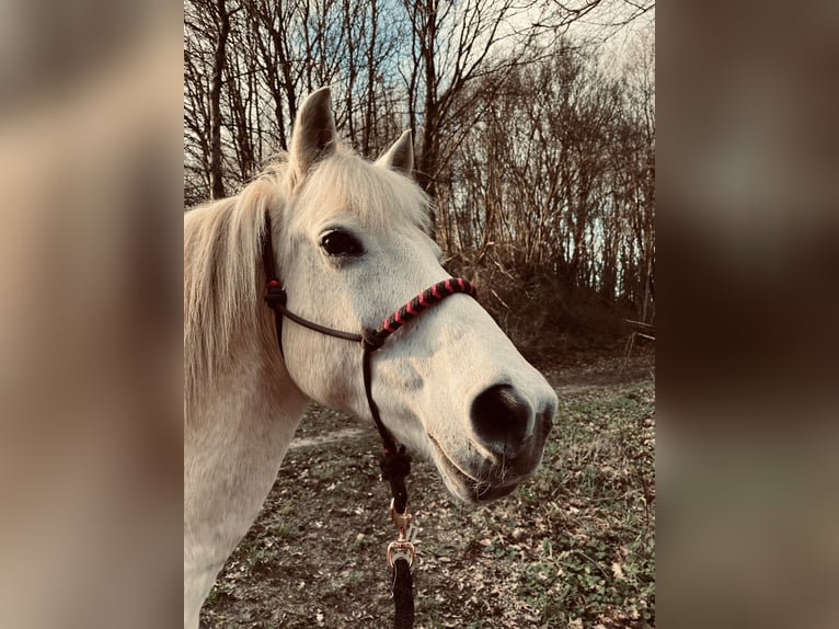 Pony Polacco Giumenta 21 Anni 140 cm Grigio pezzato in SolingeN