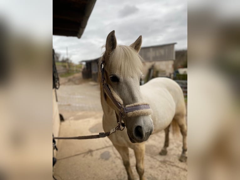 Pony Polacco Giumenta 21 Anni 140 cm Grigio pezzato in SolingeN