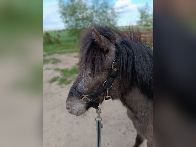 Pony Polacco Mix Giumenta 2 Anni 105 cm Grigio pezzato in Nowa cerkiew