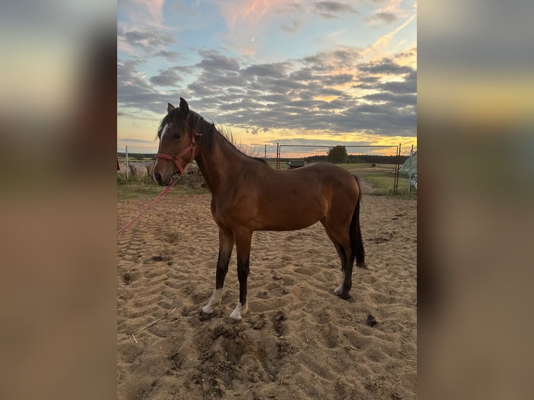 Pony Polacco Giumenta 2 Anni Baio in Siciny