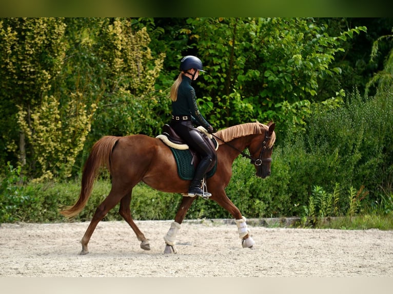 Pony Polacco Giumenta 3 Anni 145 cm Sauro scuro in Koziegłowy