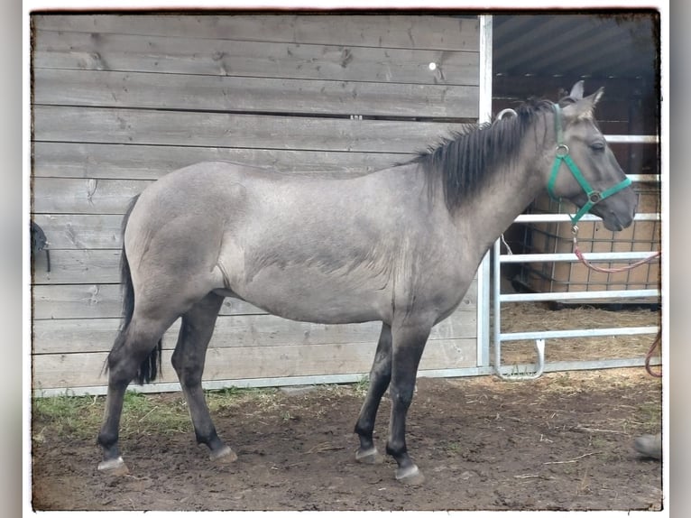 Pony Polacco Giumenta 4 Anni 142 cm Falbo in Fernwald