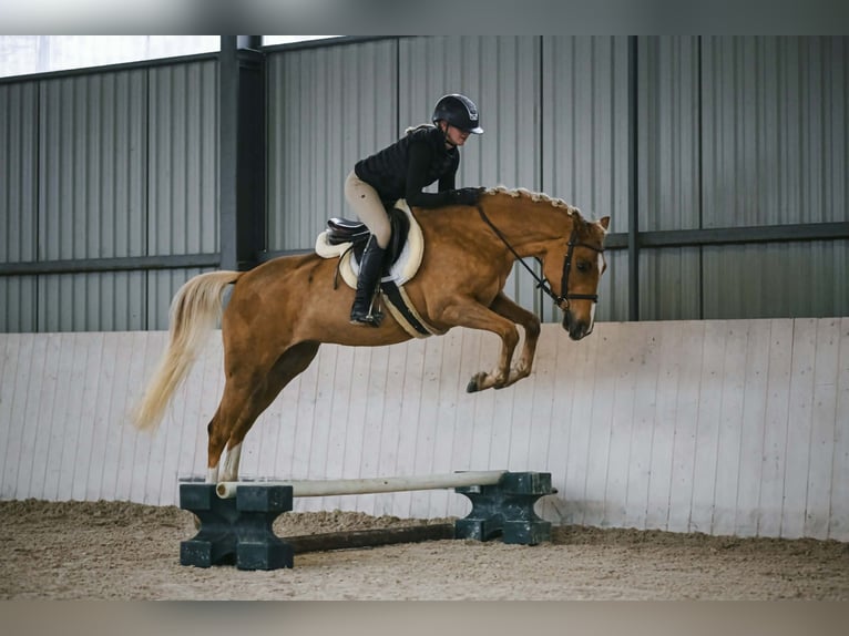 Pony Polacco Giumenta 4 Anni 146 cm Palomino in Kuślin