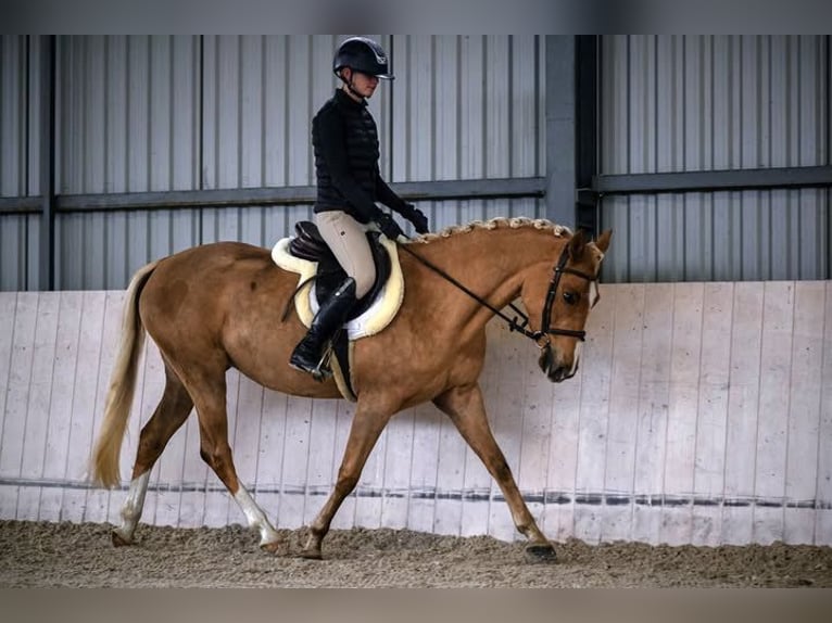 Pony Polacco Giumenta 4 Anni 146 cm Palomino in Kuślin
