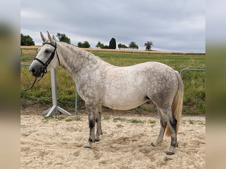 Pony Polacco Mix Giumenta 4 Anni 148 cm in Maintal