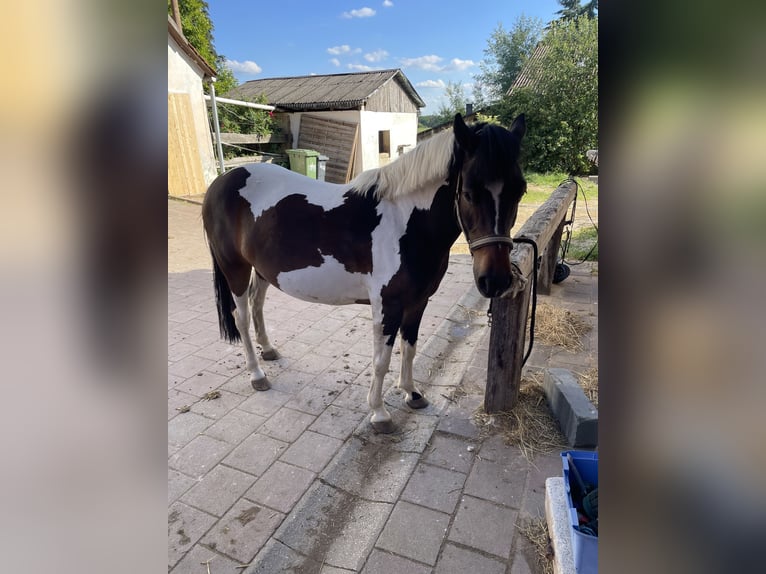Pony Polacco Giumenta 5 Anni 135 cm Pezzato in Röthenbach an der Pegnitz
