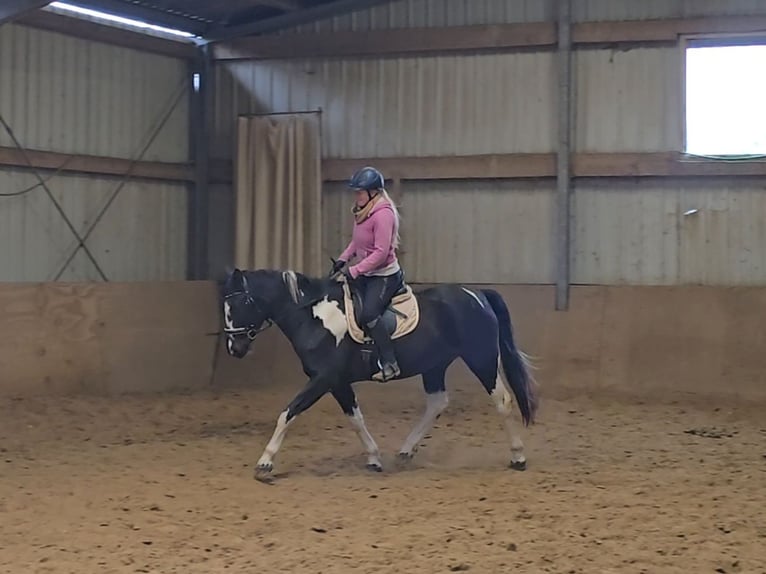 Pony Polacco Giumenta 5 Anni 154 cm Pezzato in Mülheim an der Ruhr