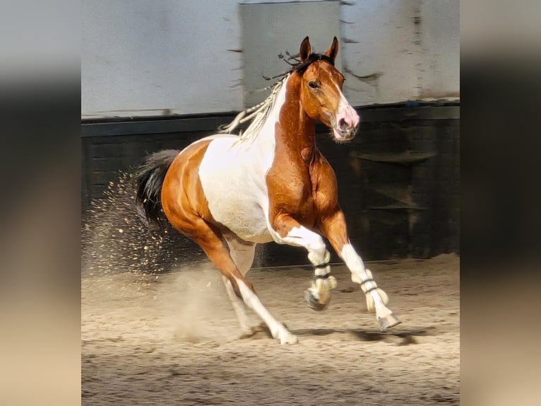 Pony Polacco Giumenta 5 Anni 155 cm Pezzato in Weert