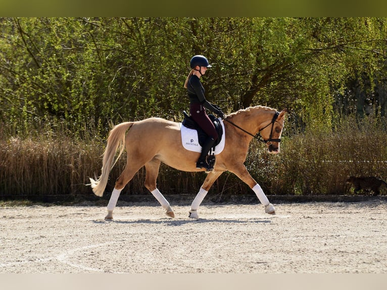 Pony Polacco Giumenta 6 Anni 145 cm Palomino in Kicin