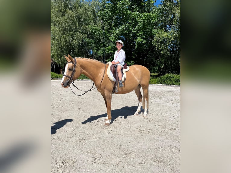 Pony Polacco Giumenta 6 Anni 145 cm Palomino in Kicin