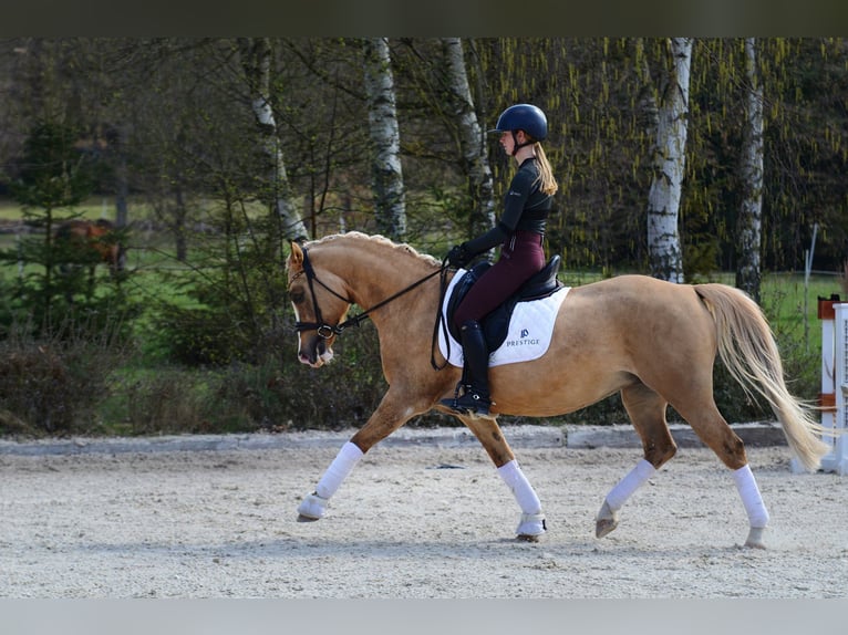 Pony Polacco Giumenta 6 Anni 145 cm Palomino in Kicin