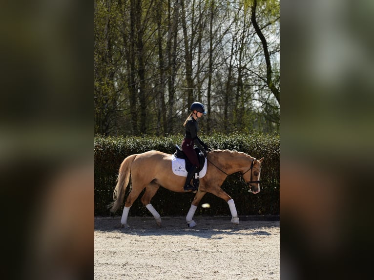 Pony Polacco Giumenta 6 Anni 145 cm Palomino in Kicin