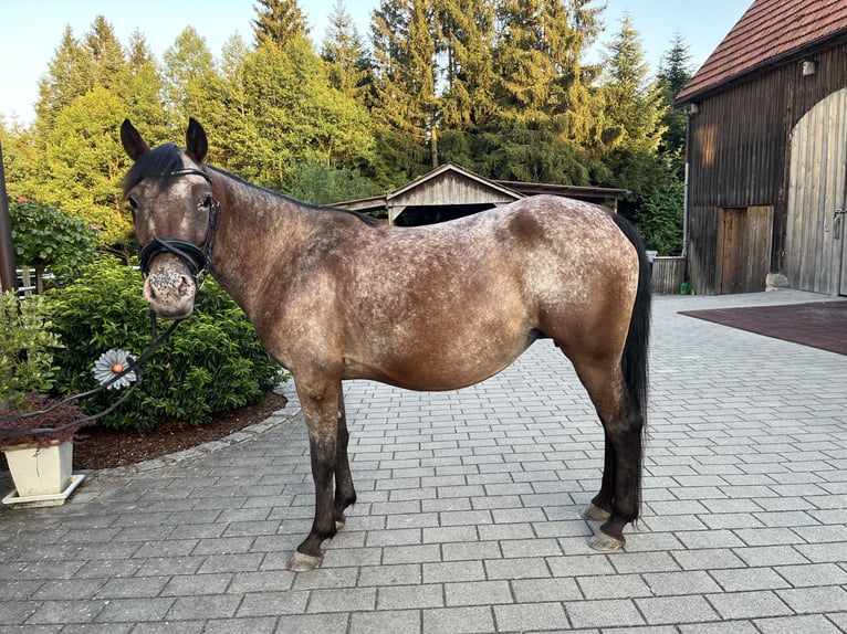 Pony Polacco Giumenta 7 Anni 140 cm Baio roano in Gschwend