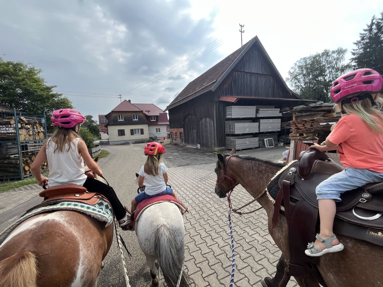 Pony Polacco Giumenta 7 Anni 140 cm Baio roano in Gschwend