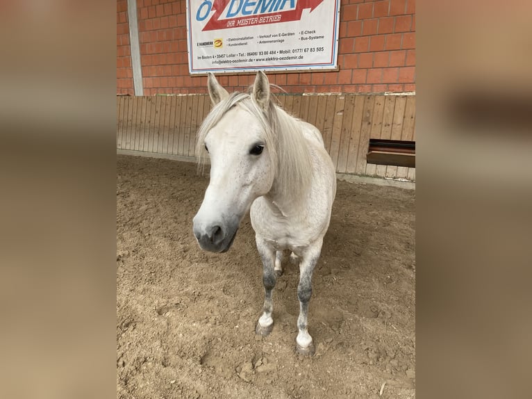 Pony Polacco Giumenta 8 Anni 135 cm Grigio in Wettenberg