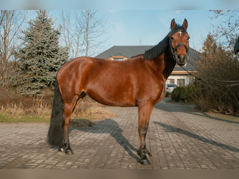 Pony Polacco Giumenta 8 Anni 145 cm Baio ciliegia in Warszawa