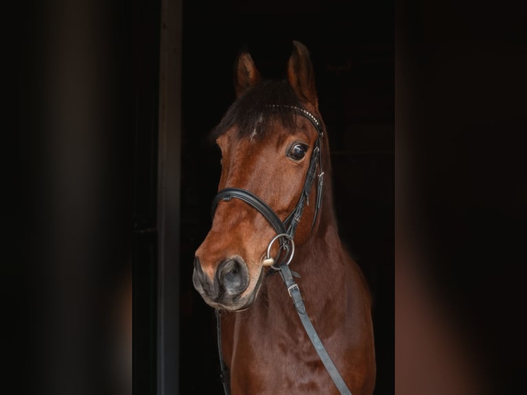 Pony Polacco Giumenta 8 Anni 145 cm Baio ciliegia in Warszawa