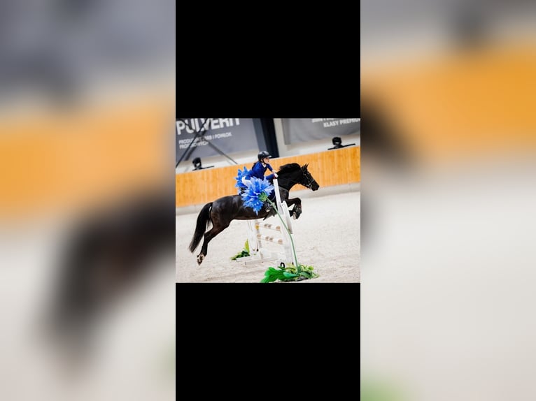 Pony Polacco Giumenta 9 Anni 136 cm Morello in Pruszk&#xF3;w