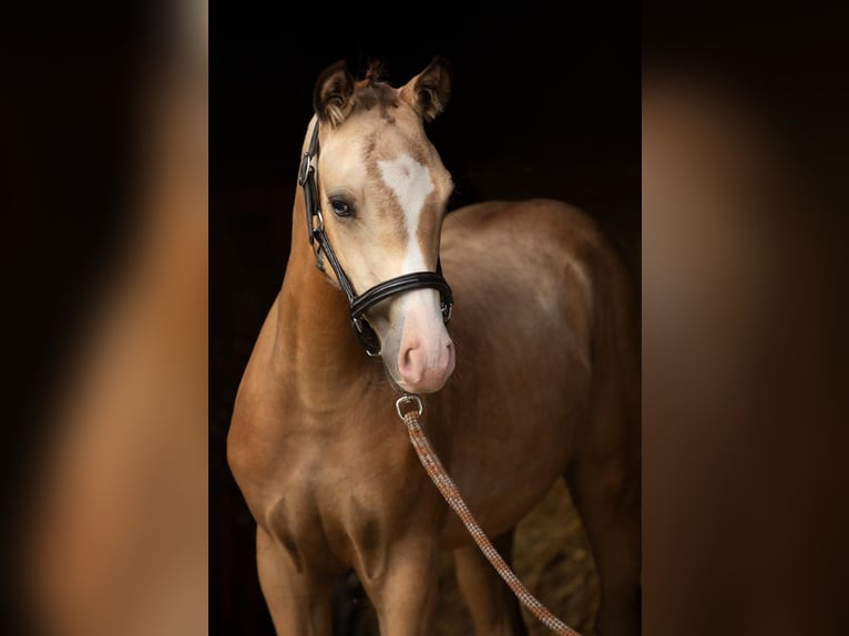 Pony Polacco Giumenta Puledri (03/2025) 148 cm Pelle di daino in W&#x105;sowo