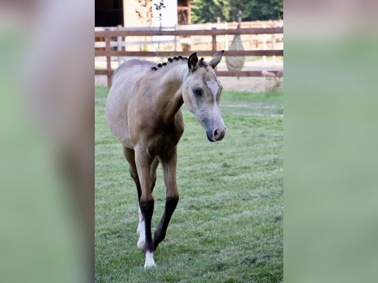 Pony Polacco Giumenta Puledri (03/2025) 148 cm Pelle di daino in W&#x105;sowo