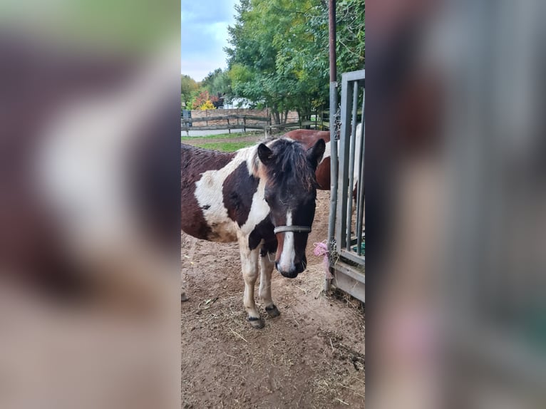 Pony Polacco Stallone 1 Anno 145 cm Pezzato in Mücheln (Geiseltal)