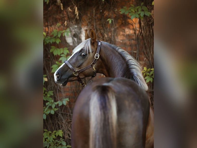Pony Polacco Stallone 3 Anni 150 cm Sauro scuro in Gniezno