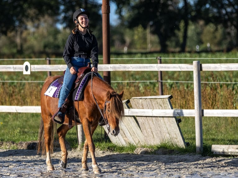 Pony tedesco Castrone 10 Anni 132 cm Sauro in Geeste