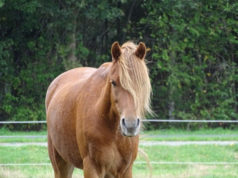 Pony tedesco Castrone 10 Anni 132 cm Sauro in Geeste