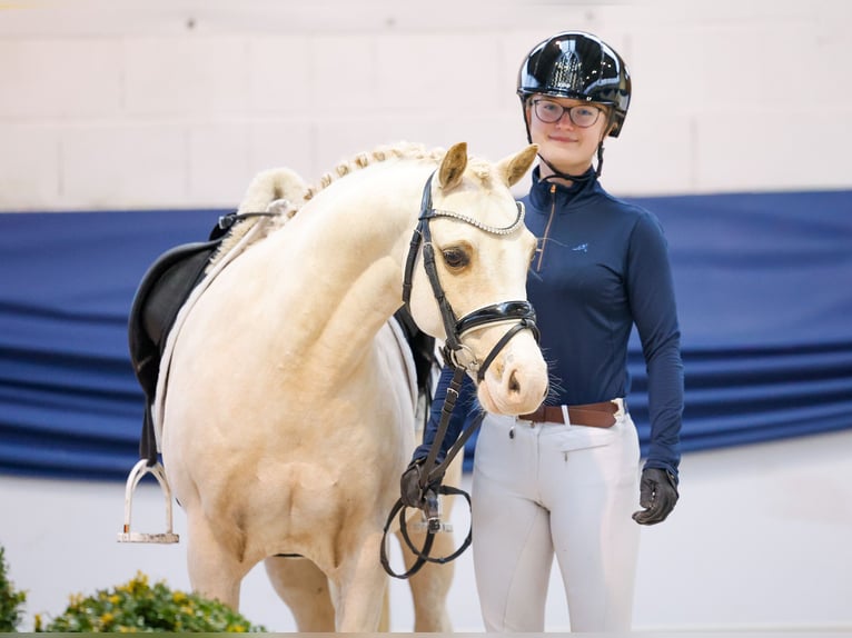 Pony tedesco Castrone 10 Anni 133 cm Palomino in Marsberg